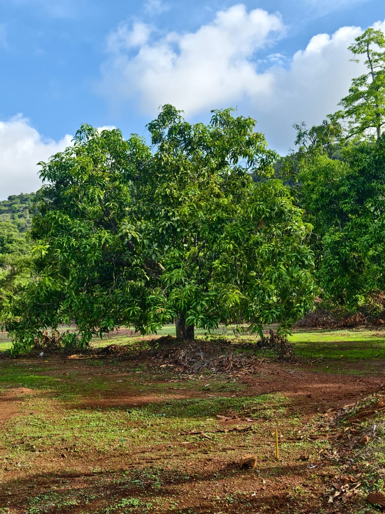 Site Mango Trees