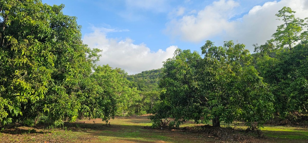 Site Mango Orchard